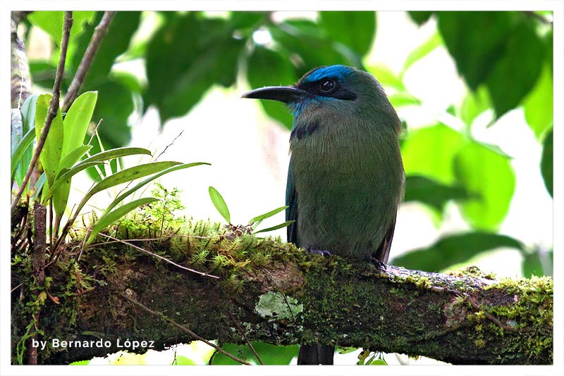 Momoto Pico Quilla (Pájaro Bobo)