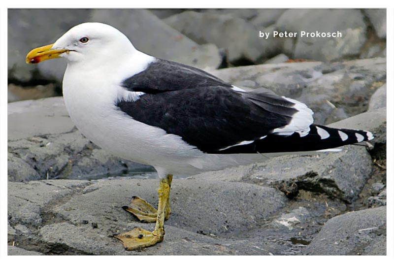 Gaviota Dominicana 