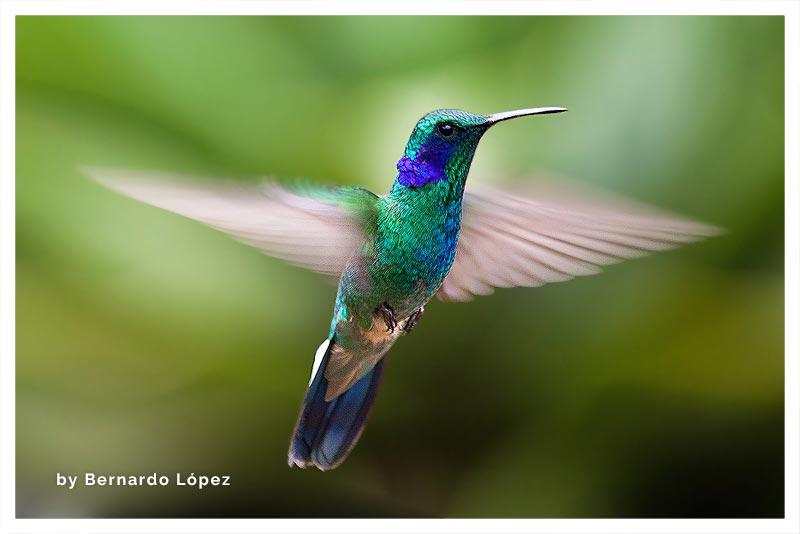 Colibrí Orejivioláceo Verde