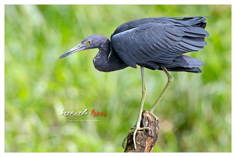 Garceta Azul (Garza Negra)