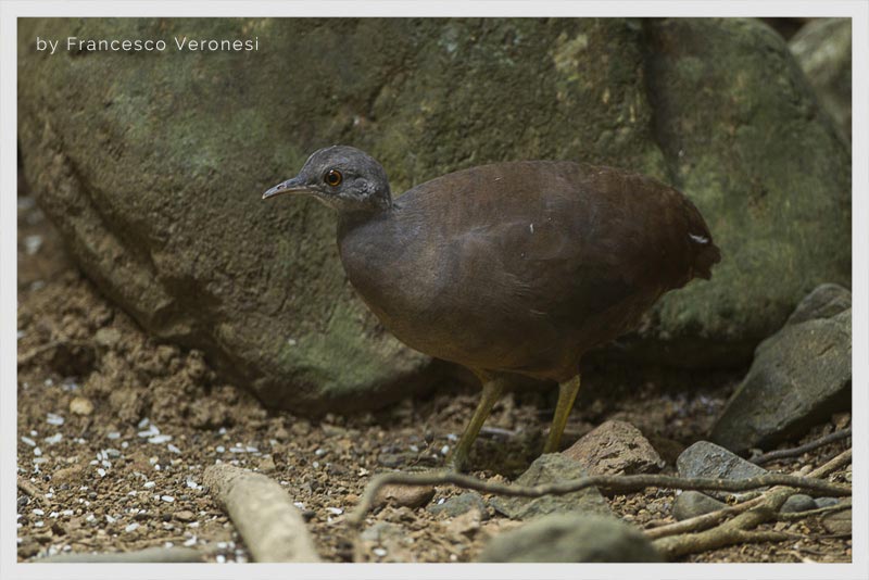 Tinamú Chico (Gallina de monte Chica- Gongolona- Yerre- Ponchita)