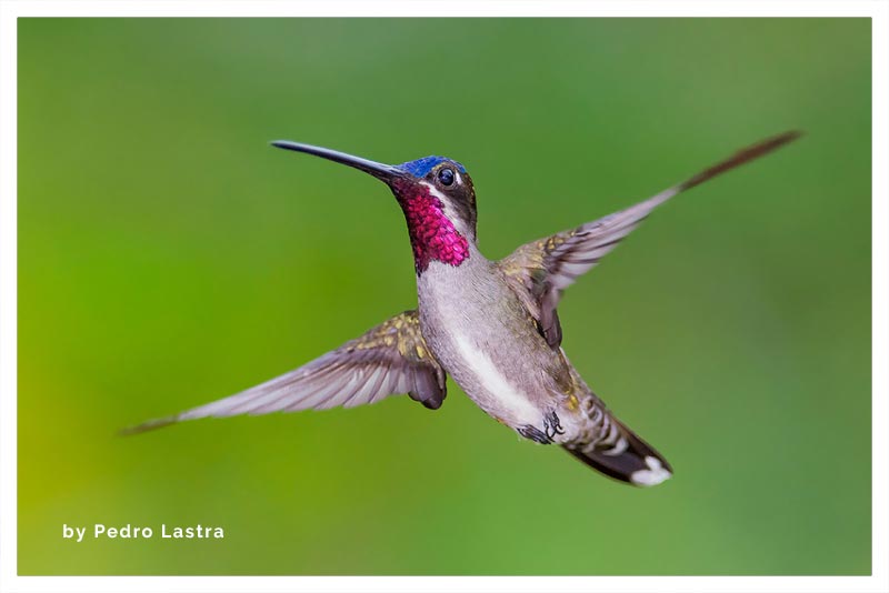Colibrí Piquilargo (Pochotero del Sur)