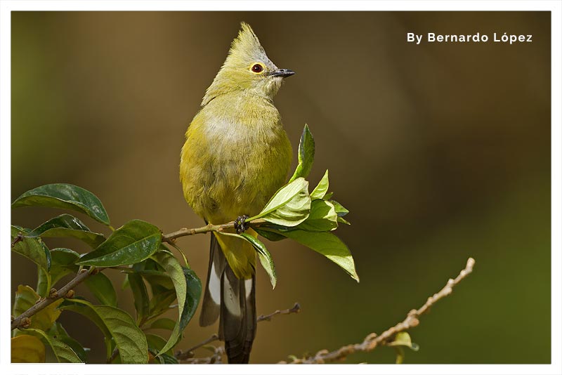 Capulinero Colilargo (Pitorreal- Timbre- Coronel) 