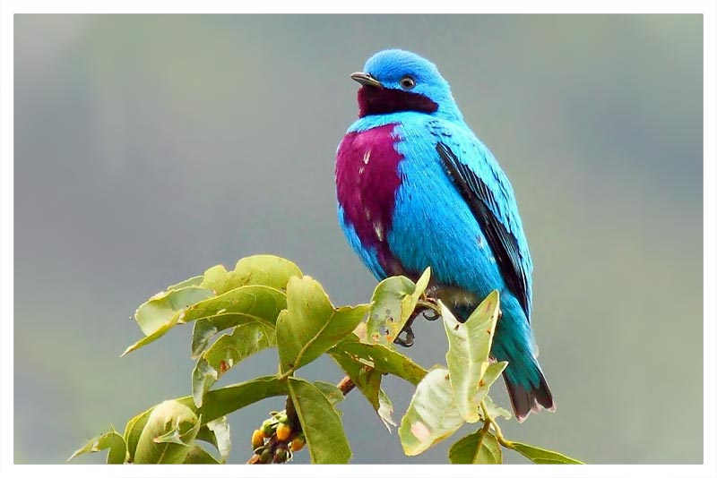 Cotinga Linda 