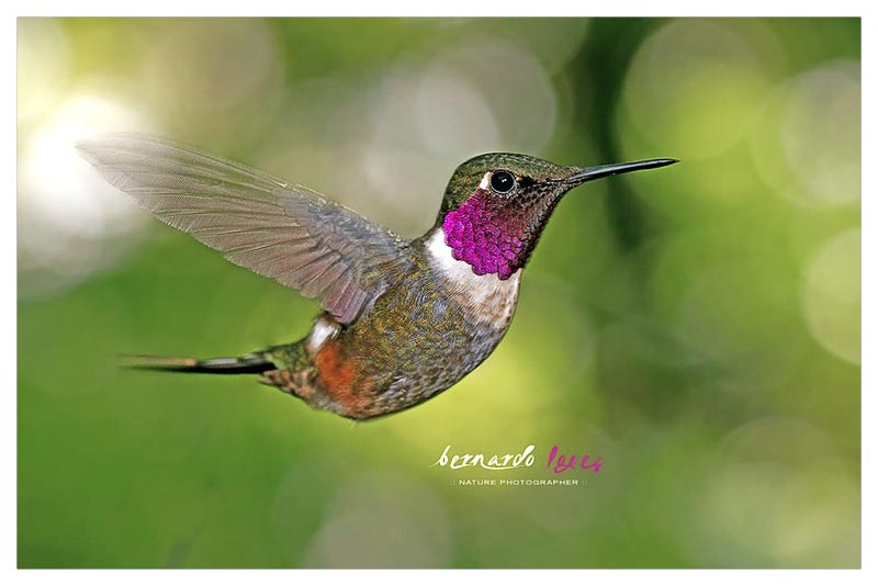 Colibrí Estrellita Gorgimorada