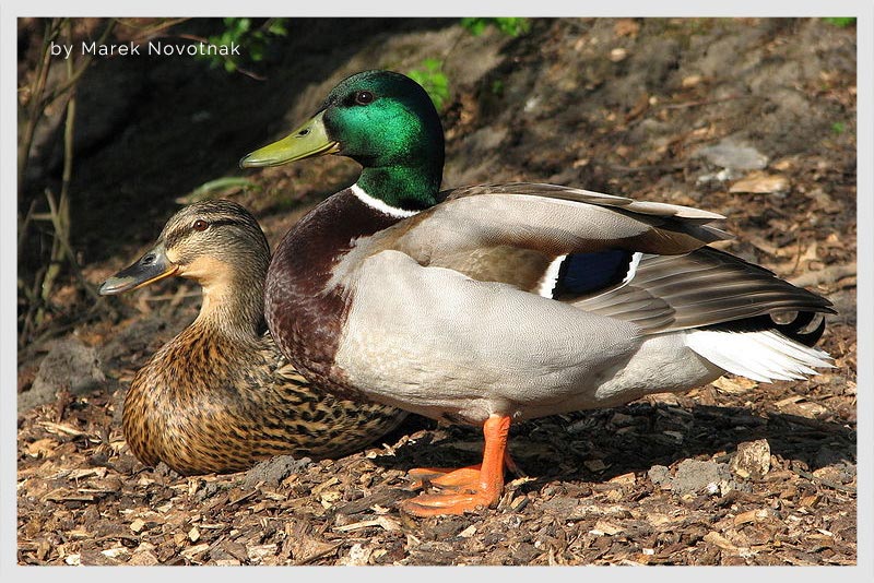 Pato Cabeciverde (Carraco) 