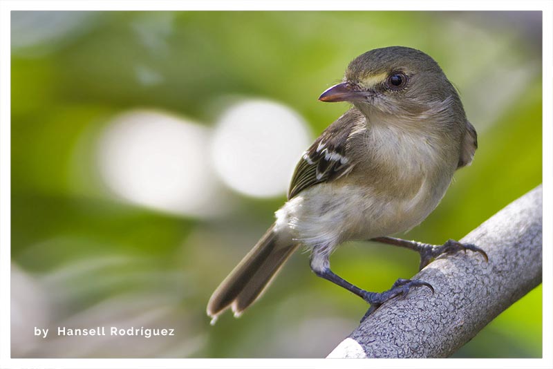 Vireo de Manglar 