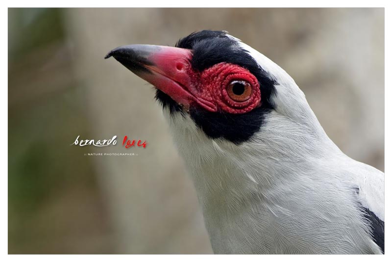 Tityra Carirroja (Pájaro Chancho- Calandria) 