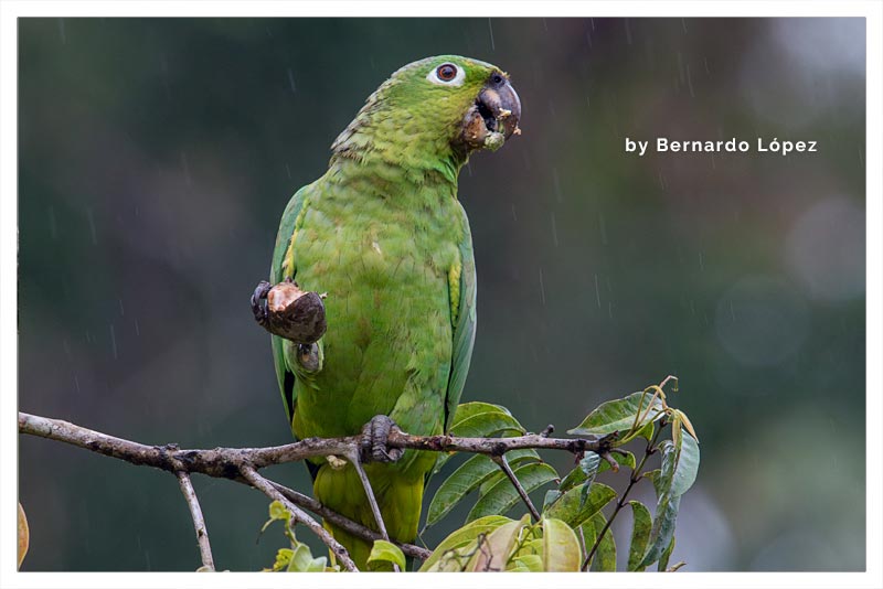 Loro Verde (Lora Cabeza Negra- Lora Jupa Gris) 