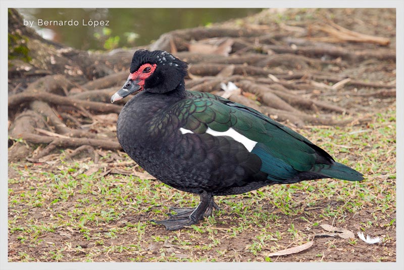 Pato Real (Pato Perulero)                                                                                                                                                                                                                                 