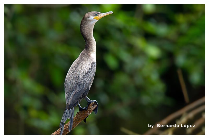 Cormorán Neotropical (Pato Chancho- Pato de Agua- Bigua)