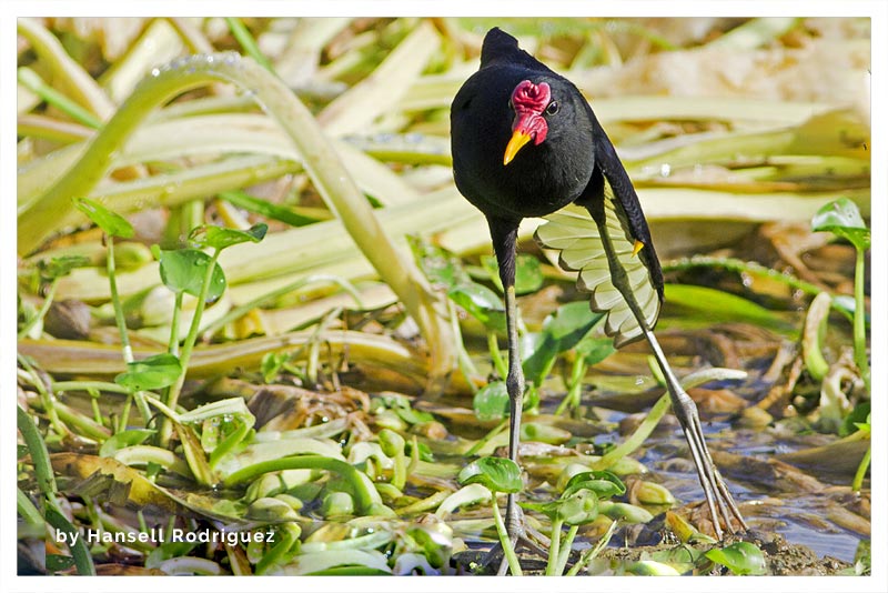Jacana Centroamericana (Cirujano- Gallito de Agua- Mulita- Yegüita)