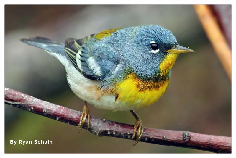 Parula Norteña 