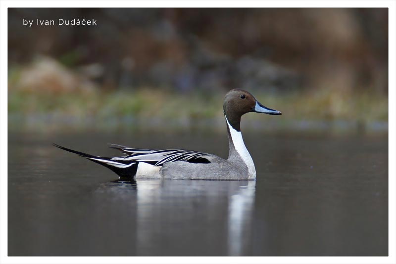 Pato Rabudo (Carraco Colilargo)