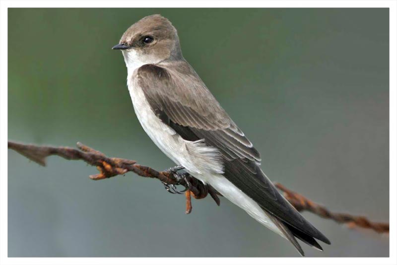 Golondrina Alirrasposa Norteña 