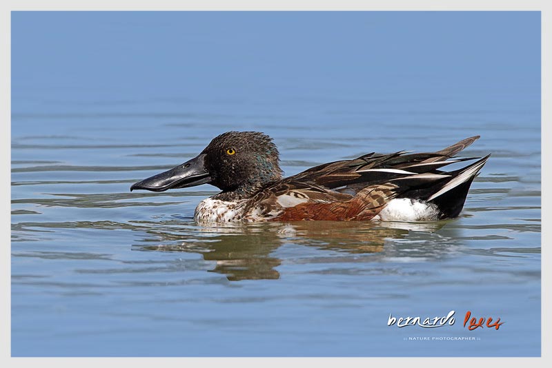 Pato Cuchara (Carraco) 