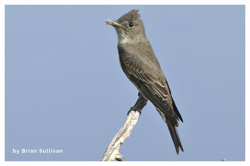 Pibí Boreal (Tontillo) 