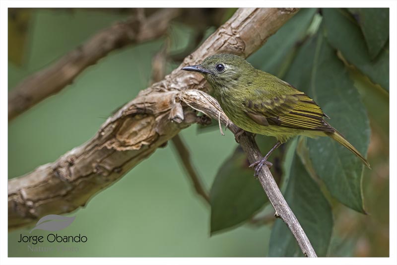 Mosquerito Ojimanchado (Tontillo) 
