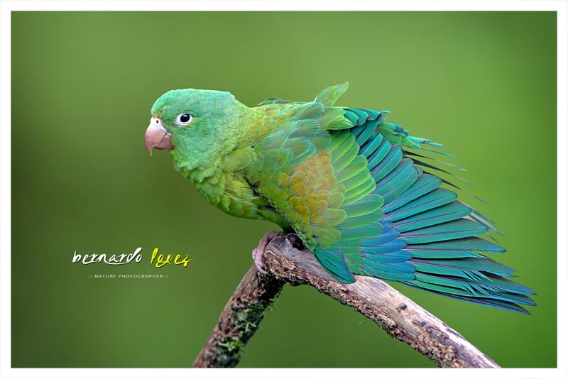 Periquito Barbinaranja (Perico- Zapoyolito- Chimbolito- Catano) 