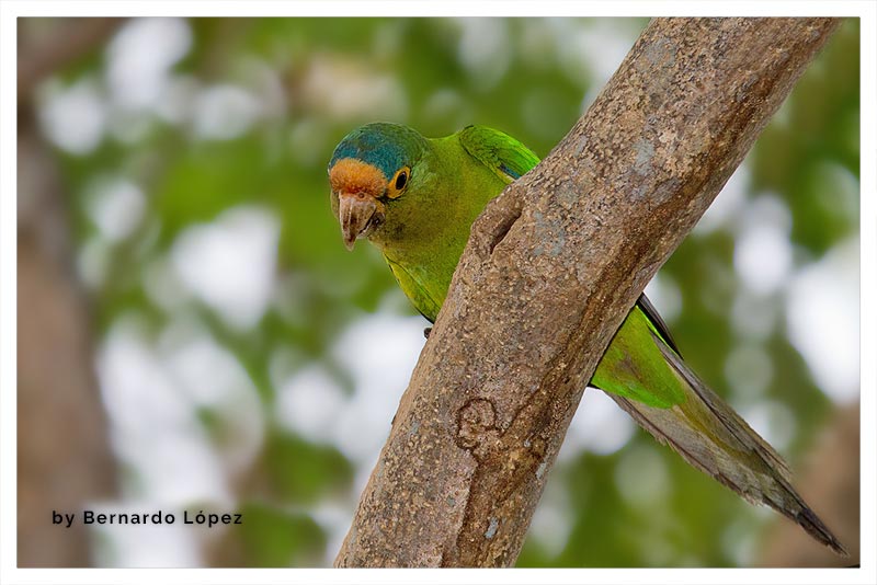 Perico Frentinaranja (Catano- Periquito- Zapoyol) 