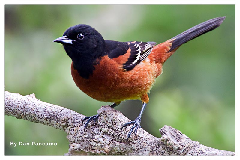 Bolsero Castaño (Cacique Ahumado) 