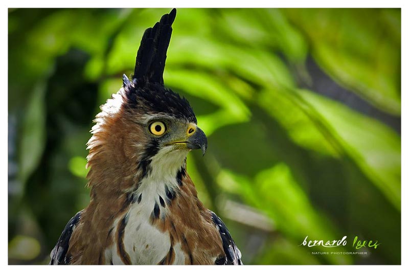 Aguilillo Penachudo (Aguilucho)