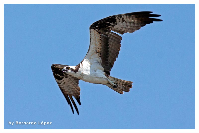 Águila Pescadora (Gavilán Pescador)