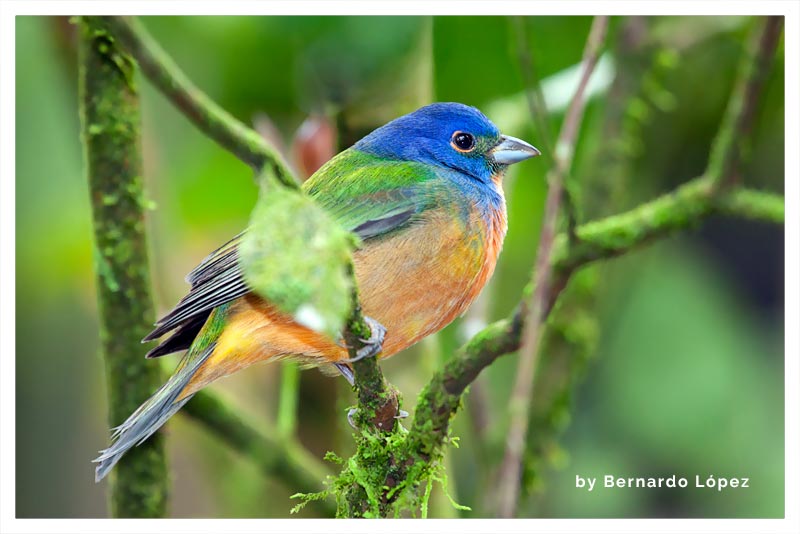 Azulillo Sietecolores (Arcoiris- Siete Colores) 