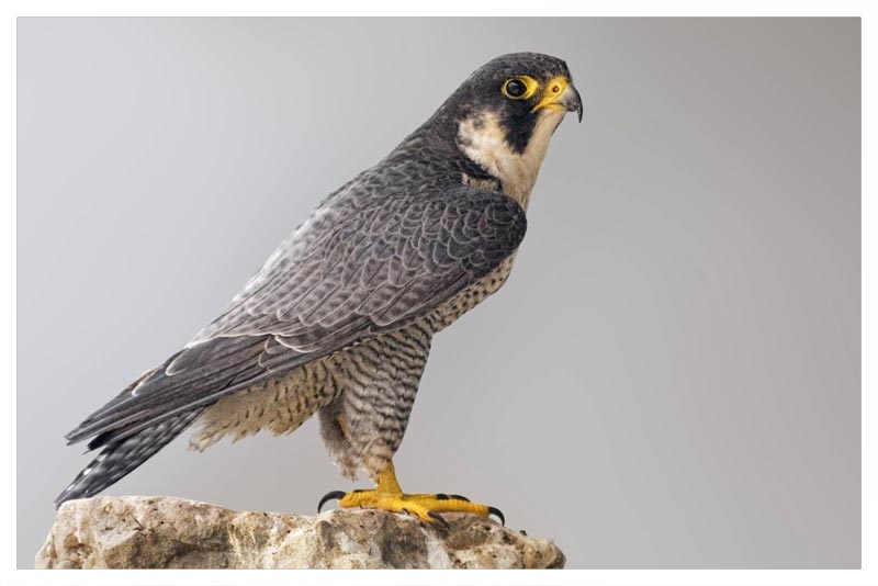Halcón Peregrino