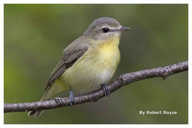 Vireo Amarillento 