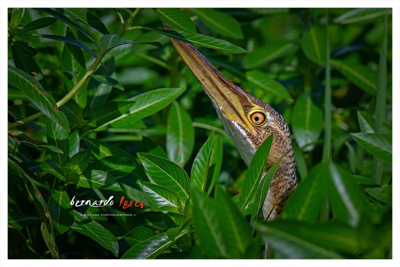 Avetoro Neotropical (Puncus- Mirasol)