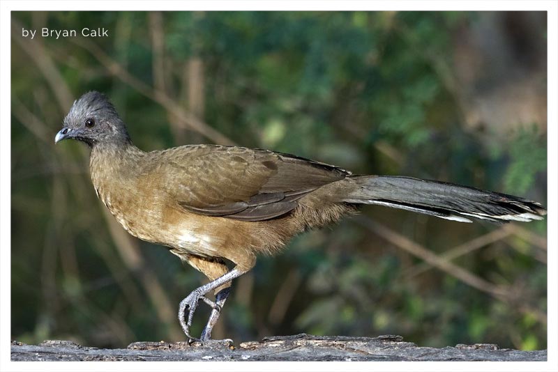 Chachalaca Olivácea (Chachalaca)
