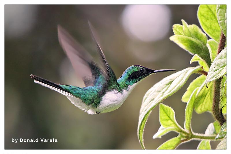 Colibrí Picopunzón