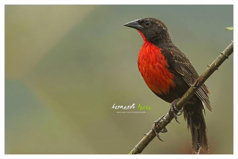 Tordo Pechirrojo 