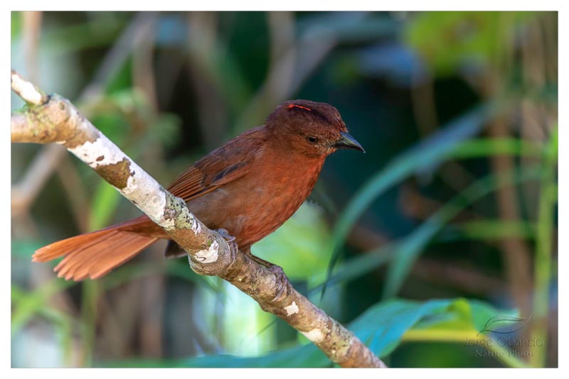 Tangara Hormiguera Coronirroja (Relicario) 