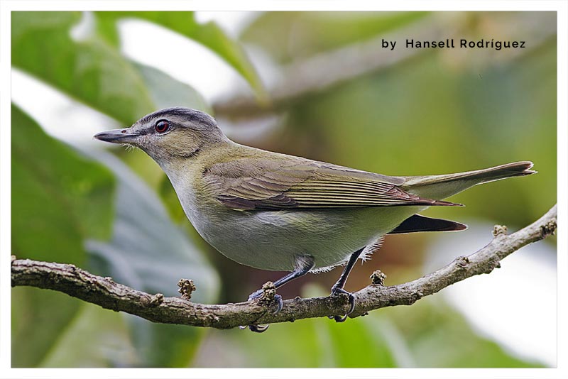 Vireo Ojirrojo (Chiguisa) 