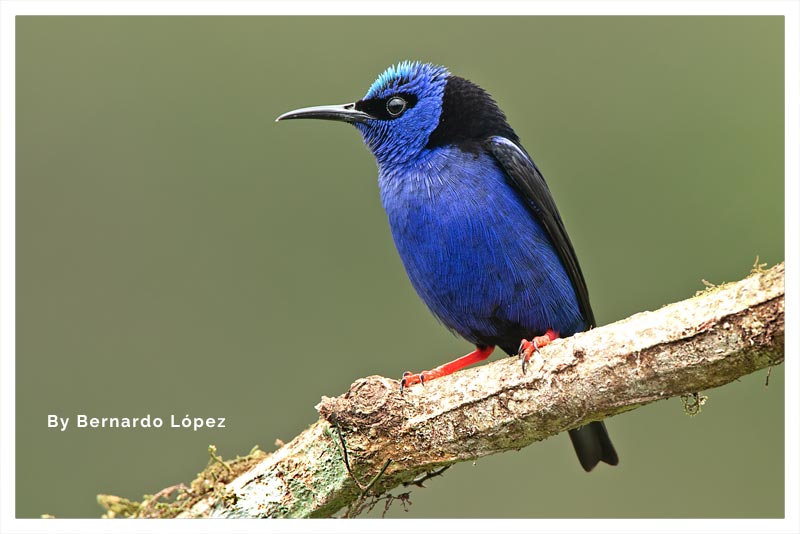Mielero Patirrojo (Picudo- Mielero- Tucuso- Trepador) 