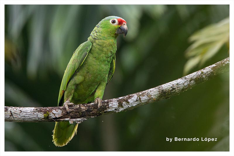 Loro Frentirrojo (Lora Jupa Roja) 