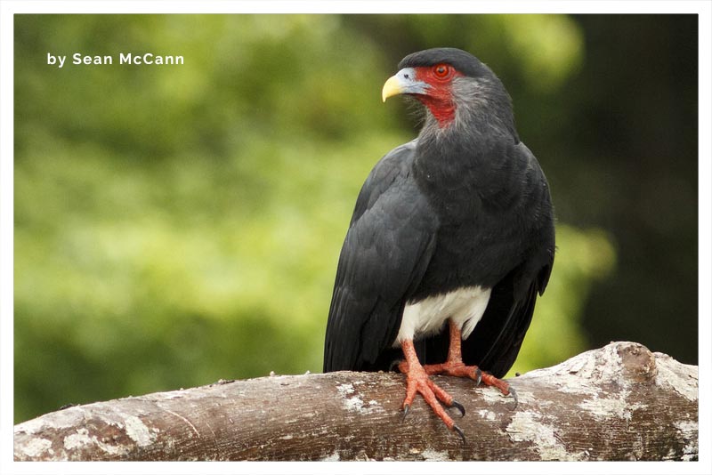Caracara Avispera (Cacao- Come Cacao- Deslenguado)