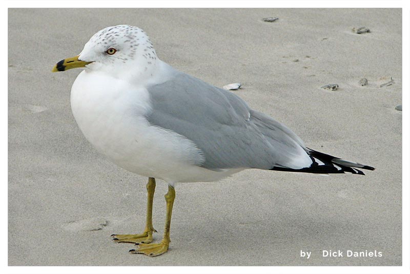 Gaviota Piquianillada