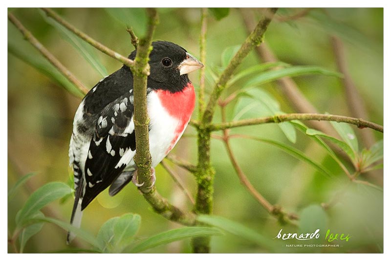 Picogrueso Pechirrosado (Calandria) 