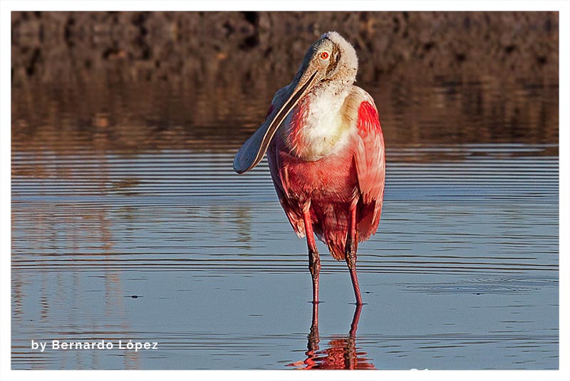 Espátula Rosada (Garza Morena o Rosada- Pato Cuchara o Rosado)