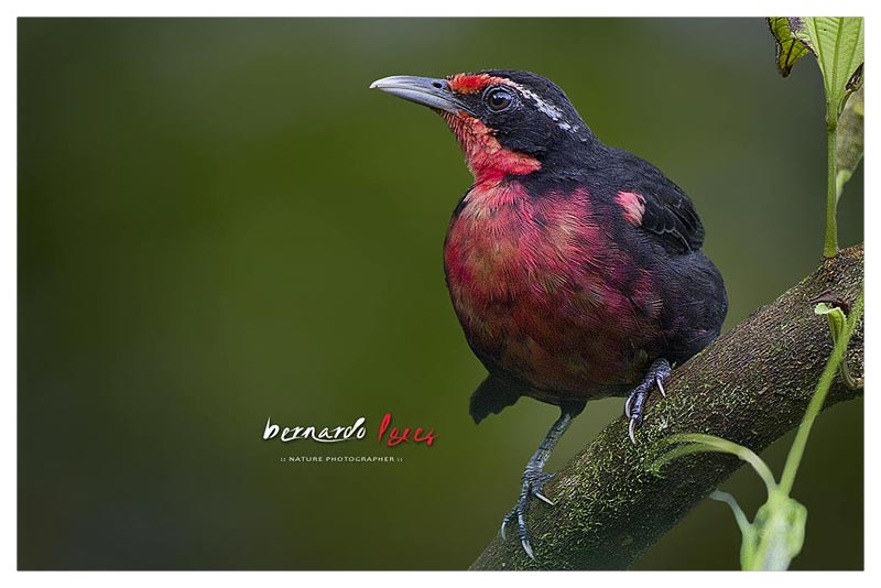 Tangara Pechirrosada (Queo) 