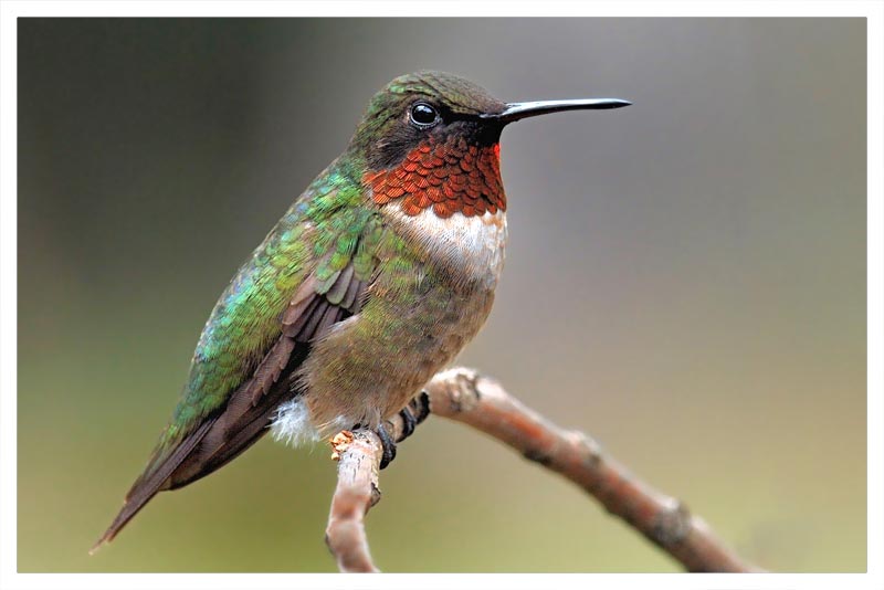Colibrí Garganta de Rubí