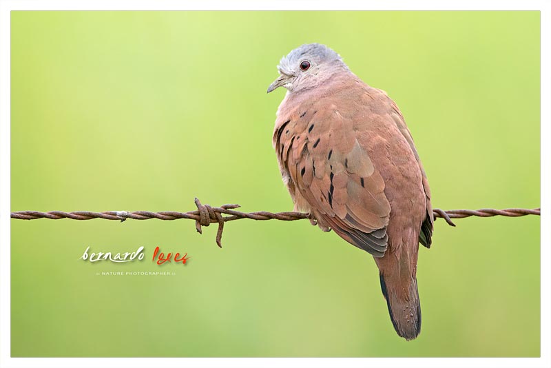 Tortolita Rojiza (Tortolita- Palomita Colorada)