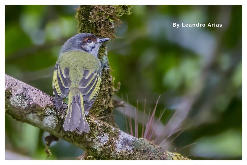 Mosquerito Cejirrufo 