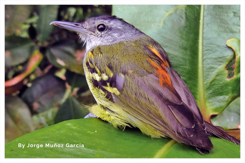 Hormiguerito Lomirrufo 