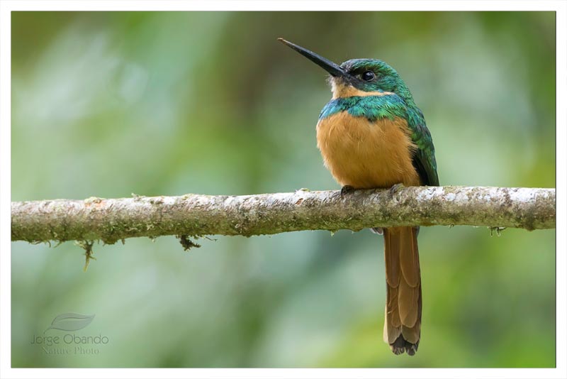 Jacamar Rabirrufo (Gorrión de Montaña)
