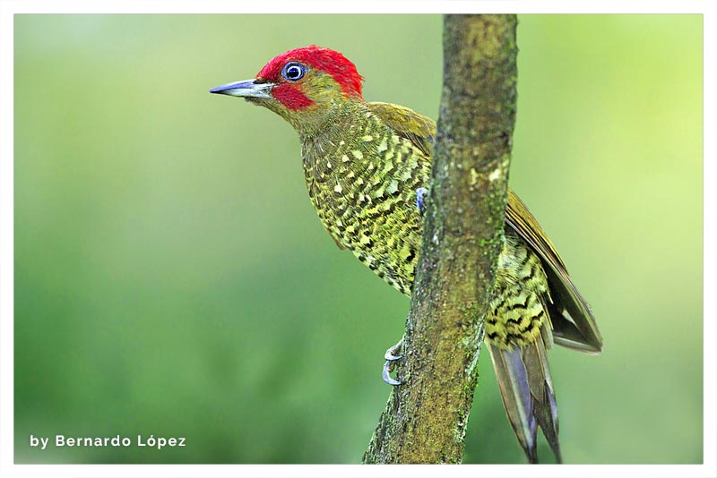 Carpintero Alirrufo