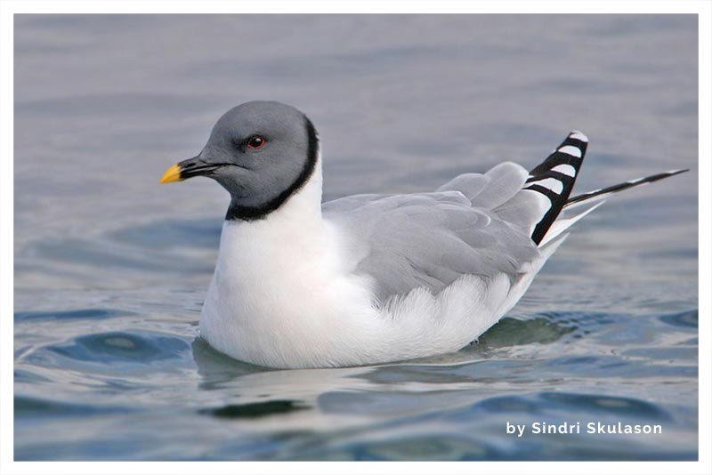 Gaviota de Sabine
